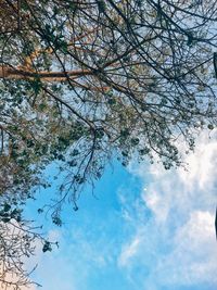 Low angle view of tree against cloudy sky