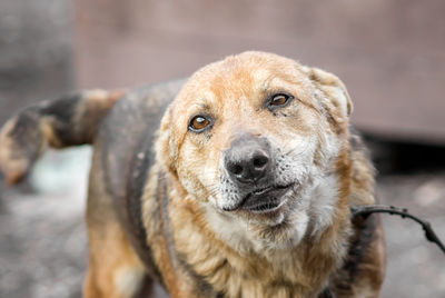 Close-up portrait of dog