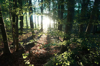 Sun shining through trees in forest