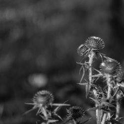 Close-up of wilted dandelion on field