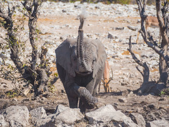 African elephant calf spraying dirt 