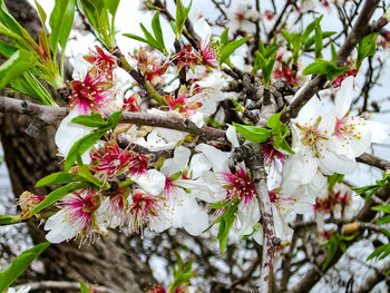 Close-up of white flowers on branch