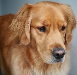 Close-up portrait of a dog