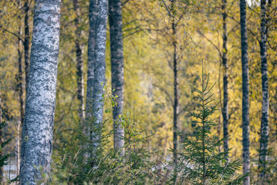 Trees in forest