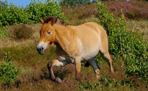 Horse standing in a field