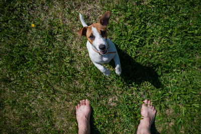 Low section of man with dog on grass