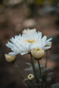 Close-up of white flowering plant on field