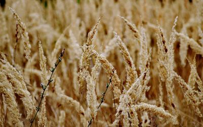 Close-up of stalks in field