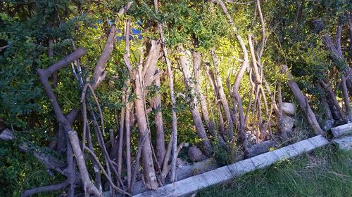 View of trees in forest