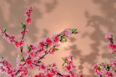 Low angle view of pink flowering plant