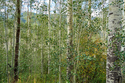 Plants growing in forest