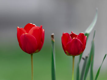 Close-up of red tulip