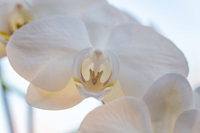 Close-up of white orchid