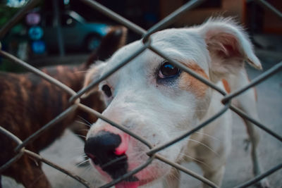 Close-up of dog looking away