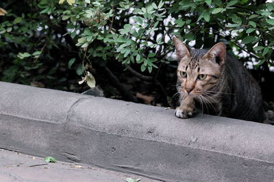 Portrait of cat sitting outdoors