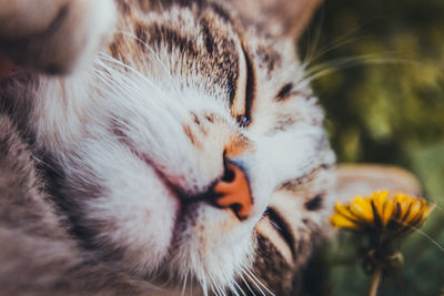 Close-up of a cat with eyes closed