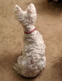 High angle view of dog sitting on rug