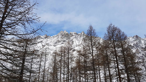Low angle view of pine trees against sky