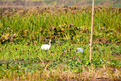 White flowers growing on field