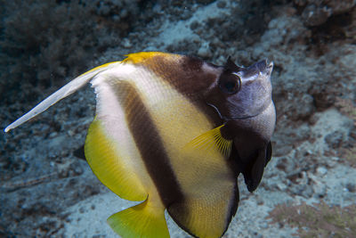 A red sea bannerfish - heniochus intermedius - in egypt