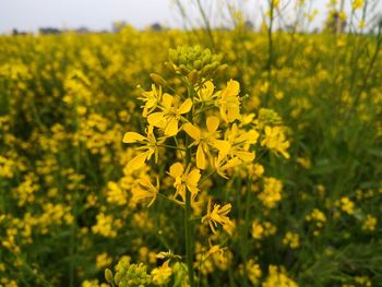 Close-up of fresh yellow flower field