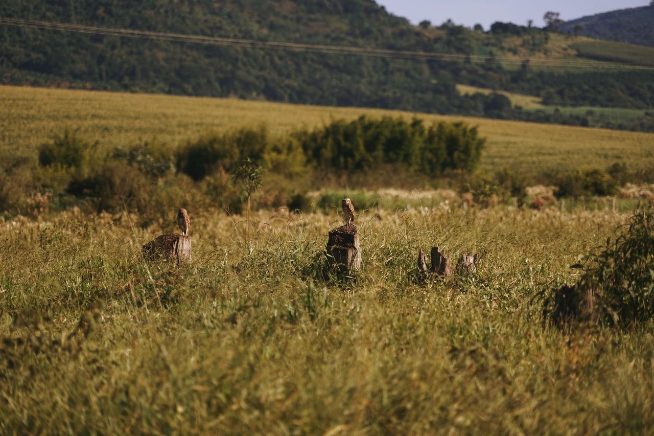 GRASS IN A FIELD