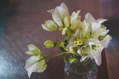 Close-up of flowers
