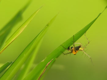 Close-up of insect on leaf