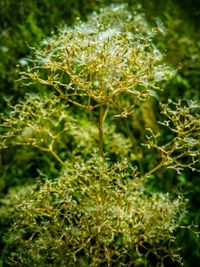 Close-up of plant