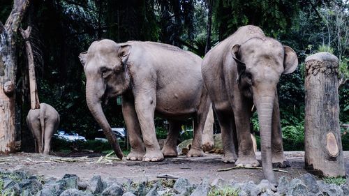 Elephant in forest