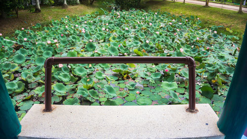 High angle view of flowering plants in garden