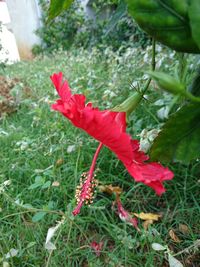 Close-up of red and plants