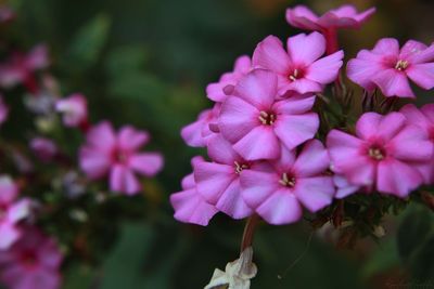 Close-up of pink flowers