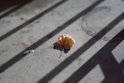 High angle view of caterpillar on road