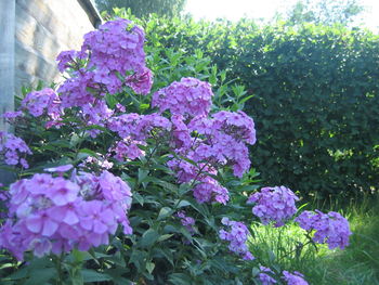 Close-up of pink flowering plants