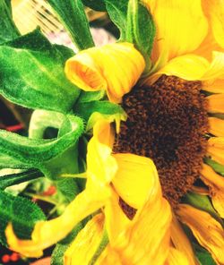 Close-up of sunflower