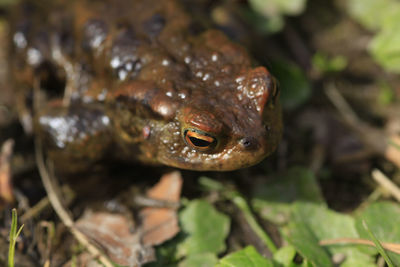 Close-up of frog on land