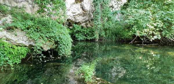 Scenic view of lake in forest