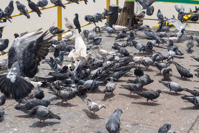 High angle view of pigeons on street