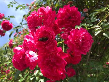Close-up of red rose flowers in park