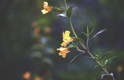 Close-up of flowers blooming outdoors