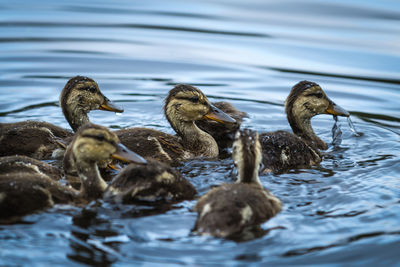 Ducks in a lake