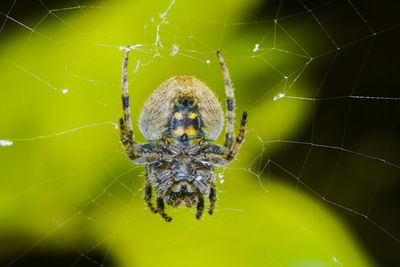 Close-up of spider on web