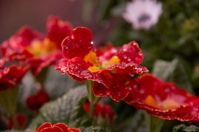 Close-up of wet red flower