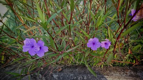High angle view of purple flowers blooming outdoors
