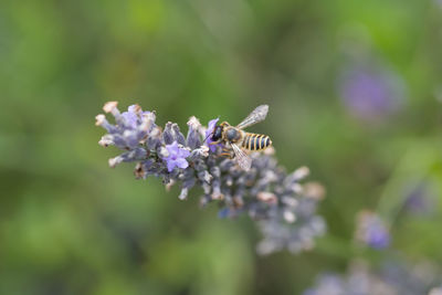 Close-up of bug pollination. close-up of bee pollinating on purple flower 