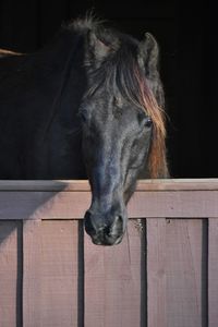 Close-up of a horse