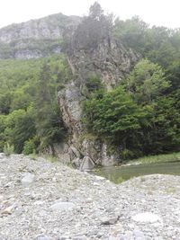 Scenic view of forest against sky