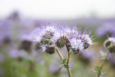 Close-up of purple flowering plant