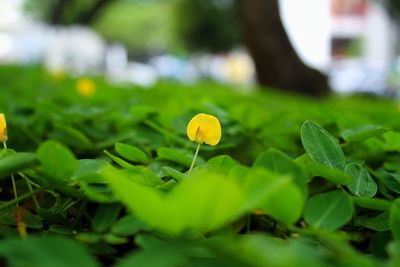 Close-up of yellow flowering plant